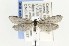  ( - CNCLEP00121137)  @13 [ ] CreativeCommons - Attribution Non-Commercial Share-Alike (2015) Jean-Francois Landry Canadian National Collection of Insects, Arachnids and Nematodes