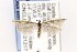  ( - CNCLEP00121217)  @13 [ ] CreativeCommons - Attribution Non-Commercial Share-Alike (2015) Jean-Francois Landry Canadian National Collection of Insects, Arachnids and Nematodes