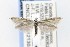  ( - CNCLEP00121303)  @13 [ ] CreativeCommons - Attribution Non-Commercial Share-Alike (2015) Jean-Francois Landry Canadian National Collection of Insects, Arachnids and Nematodes
