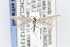  ( - CNCLEP00121313)  @13 [ ] CreativeCommons - Attribution Non-Commercial Share-Alike (2015) Jean-Francois Landry Canadian National Collection of Insects, Arachnids and Nematodes