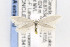  (Elachista ossuaria - CNCLEP00121341)  @14 [ ] CreativeCommons - Attribution Non-Commercial Share-Alike (2015) Jean-Francois Landry Canadian National Collection of Insects, Arachnids and Nematodes
