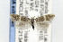  ( - CNCLEP00121344)  @12 [ ] CreativeCommons - Attribution Non-Commercial Share-Alike (2015) Jean-Francois Landry Canadian National Collection of Insects, Arachnids and Nematodes