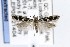  ( - CNCLEP00121404)  @14 [ ] CreativeCommons - Attribution Non-Commercial Share-Alike (2015) Jean-Francois Landry Canadian National Collection of Insects, Arachnids and Nematodes