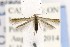  ( - CNCLEP00121648)  @13 [ ] CreativeCommons - Attribution Non-Commercial Share-Alike (2015) Jean-Francois Landry Canadian National Collection of Insects, Arachnids and Nematodes