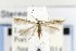  ( - CNCLEP00121649)  @13 [ ] CreativeCommons - Attribution Non-Commercial Share-Alike (2015) Jean-Francois Landry Canadian National Collection of Insects, Arachnids and Nematodes