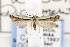  ( - CNCLEP00121653)  @13 [ ] CreativeCommons - Attribution Non-Commercial Share-Alike (2015) Jean-Francois Landry Canadian National Collection of Insects, Arachnids and Nematodes