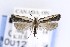  ( - CNCLEP00121654)  @13 [ ] CreativeCommons - Attribution Non-Commercial Share-Alike (2015) Jean-Francois Landry Canadian National Collection of Insects, Arachnids and Nematodes