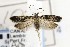  ( - CNCLEP00121659)  @13 [ ] CreativeCommons - Attribution Non-Commercial Share-Alike (2015) Jean-Francois Landry Canadian National Collection of Insects, Arachnids and Nematodes