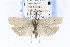  ( - CNCLEP00121671)  @14 [ ] CreativeCommons - Attribution Non-Commercial Share-Alike (2015) Jean-Francois Landry Canadian National Collection of Insects, Arachnids and Nematodes