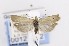  ( - CNCLEP00121672)  @14 [ ] CreativeCommons - Attribution Non-Commercial Share-Alike (2015) Jean-Francois Landry Canadian National Collection of Insects, Arachnids and Nematodes