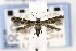  ( - CNCLEP00121686)  @14 [ ] CreativeCommons - Attribution Non-Commercial Share-Alike (2015) Jean-Francois Landry Canadian National Collection of Insects, Arachnids and Nematodes