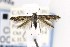  ( - CNCLEP00121687)  @14 [ ] CreativeCommons - Attribution Non-Commercial Share-Alike (2015) Jean-Francois Landry Canadian National Collection of Insects, Arachnids and Nematodes