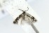  ( - CNCLEP00121694)  @12 [ ] CreativeCommons - Attribution Non-Commercial Share-Alike (2015) Jean-Francois Landry Canadian National Collection of Insects, Arachnids and Nematodes
