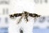  ( - CNCLEP00121695)  @12 [ ] CreativeCommons - Attribution Non-Commercial Share-Alike (2015) Jean-Francois Landry Canadian National Collection of Insects, Arachnids and Nematodes