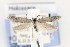  ( - CNCLEP00121702)  @14 [ ] CreativeCommons - Attribution Non-Commercial Share-Alike (2015) Jean-Francois Landry Canadian National Collection of Insects, Arachnids and Nematodes