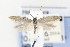  ( - CNCLEP00121703)  @14 [ ] CreativeCommons - Attribution Non-Commercial Share-Alike (2015) Jean-Francois Landry Canadian National Collection of Insects, Arachnids and Nematodes