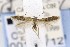  ( - CNCLEP00121712)  @14 [ ] CreativeCommons - Attribution Non-Commercial Share-Alike (2015) Jean-Francois Landry Canadian National Collection of Insects, Arachnids and Nematodes