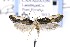  ( - CNCLEP00121730)  @13 [ ] CreativeCommons - Attribution Non-Commercial Share-Alike (2015) Jean-Francois Landry Canadian National Collection of Insects, Arachnids and Nematodes