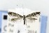  ( - CNCLEP00121753)  @14 [ ] CreativeCommons - Attribution Non-Commercial Share-Alike (2015) Jean-Francois Landry Canadian National Collection of Insects, Arachnids and Nematodes