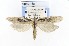  ( - CNCLEP00121770)  @14 [ ] CreativeCommons - Attribution Non-Commercial Share-Alike (2015) Jean-Francois Landry Canadian National Collection of Insects, Arachnids and Nematodes