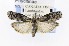  ( - CNCLEP00121773)  @11 [ ] CreativeCommons - Attribution Non-Commercial Share-Alike (2015) Jean-Francois Landry Canadian National Collection of Insects, Arachnids and Nematodes