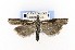  (Thaumatopsis solutellus - CNCLEP00121779)  @13 [ ] CreativeCommons - Attribution Non-Commercial Share-Alike (2015) Jean-Francois Landry Canadian National Collection of Insects, Arachnids and Nematodes
