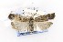  ( - CNCLEP00121798)  @14 [ ] CreativeCommons - Attribution Non-Commercial Share-Alike (2015) Jean-Francois Landry Canadian National Collection of Insects, Arachnids and Nematodes