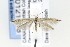  ( - CNCLEP00121818)  @13 [ ] CreativeCommons - Attribution Non-Commercial Share-Alike (2015) Jean-Francois Landry Canadian National Collection of Insects, Arachnids and Nematodes