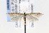  ( - CNCLEP00121819)  @13 [ ] CreativeCommons - Attribution Non-Commercial Share-Alike (2015) Jean-Francois Landry Canadian National Collection of Insects, Arachnids and Nematodes