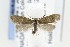  ( - CNCLEP00121827)  @13 [ ] CreativeCommons - Attribution Non-Commercial Share-Alike (2015) Jean-Francois Landry Canadian National Collection of Insects, Arachnids and Nematodes