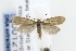  ( - CNCLEP00121828)  @12 [ ] CreativeCommons - Attribution Non-Commercial Share-Alike (2015) Jean-Francois Landry Canadian National Collection of Insects, Arachnids and Nematodes