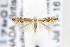  ( - CNCLEP00121842)  @14 [ ] CreativeCommons - Attribution Non-Commercial Share-Alike (2015) Jean-Francois Landry Canadian National Collection of Insects, Arachnids and Nematodes