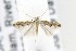  ( - CNCLEP00121843)  @14 [ ] CreativeCommons - Attribution Non-Commercial Share-Alike (2015) Jean-Francois Landry Canadian National Collection of Insects, Arachnids and Nematodes