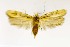  ( - CNCLEP00121858)  @13 [ ] CreativeCommons - Attribution Non-Commercial Share-Alike (2015) Jean-Francois Landry Canadian National Collection of Insects, Arachnids and Nematodes