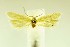  ( - USNMENT01142738)  @11 [ ] Copyright (2015) Jean-Francois Landry Canadian National Collection of Insects, Arachnids and Nematodes