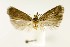  ( - CNCLEP00121865)  @14 [ ] CreativeCommons - Attribution Non-Commercial Share-Alike (2015) Jean-Francois Landry Canadian National Collection of Insects, Arachnids and Nematodes