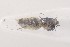  (Palaeomystella - CNCLEP00121868)  @12 [ ] CreativeCommons - Attribution Non-Commercial Share-Alike (2015) Jean-Francois Landry Canadian National Collection of Insects, Arachnids and Nematodes