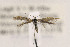  ( - CNCLEP00123003)  @13 [ ] CreativeCommons - Attribution Non-Commercial Share-Alike (2015) Jean-Francois Landry Canadian National Collection of Insects