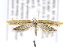  ( - CNCLEP00132925)  @14 [ ] CreativeCommons - Attribution Non-Commercial Share-Alike (2016) Jean-Francois Landry Canadian National Collection of Insects