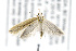  ( - CNCLEP00132926)  @14 [ ] CreativeCommons - Attribution Non-Commercial Share-Alike (2016) Jean-Francois Landry Canadian National Collection of Insects