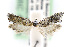  ( - CNCLEP00132972)  @13 [ ] CreativeCommons - Attribution Non-Commercial Share-Alike (2016) Jean-Francois Landry Canadian National Collection of Insects