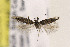  ( - CNCLEP00133083)  @13 [ ] CreativeCommons - Attribution Non-Commercial Share-Alike (2015) Jean-Francois Landry Canadian National Collection of Insects