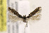  ( - CNCLEP00133091)  @11 [ ] CreativeCommons - Attribution Non-Commercial Share-Alike (2015) Jean-Francois Landry Canadian National Collection of Insects
