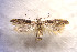  (Symmetrischema tangolias01 - CNCLEP00133100)  @14 [ ] CreativeCommons - Attribution Non-Commercial Share-Alike (2015) Jean-Francois Landry Canadian National Collection of Insects