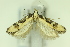  ( - CNCLEP00175687)  @11 [ ] Copyright (2018) Jean-Francois Landry Canadian National Collection of Insects