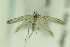  ( - CNCLEP00175953)  @14 [ ] Copyright (2018) Jean-Francois Landry Canadian National Collection of Insects