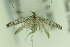  ( - CNCLEP00175954)  @14 [ ] Copyright (2018) Jean-Francois Landry Canadian National Collection of Insects