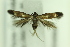  ( - CNCLEP00175980)  @11 [ ] Copyright (2018) Jean-Francois Landry Canadian National Collection of Insects