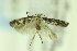  ( - CNCLEP00175983)  @11 [ ] Copyright (2018) Jean-Francois Landry Canadian National Collection of Insects