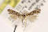  (Keiferia powelli - EMEC407532)  @13 [ ] Copyright (2015) Jean-Francois Landry Canadian National Collection of Insects
